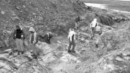 This picture shows the exposures of the shallow high-grade mineralization at the Third Portage open-pit deposit at the Meadowbank gold project in Nunavut. Trenches expose four separate mineralized horizons at the deposit with a best width of 7.8 grams per tonne over 21 metres.