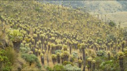 A paramo, a unique Alpine meadow ecosystem, mostly found in Colombia. Photo by Paul Harris