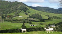 Grazing on Glass Earth Gold's Muirs Reef gold project in New Zealand. Photo by Glass Earth Gold