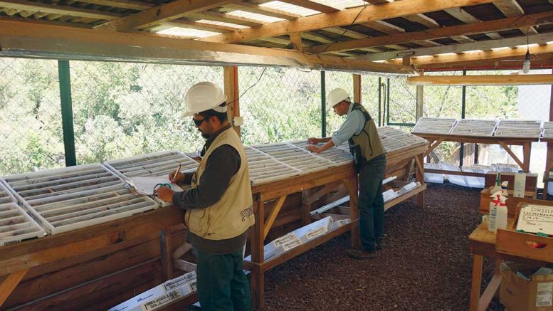 Workers logging core at Mexican Gold’s Las Minas project in Mexico. Credit: Mexican Gold.