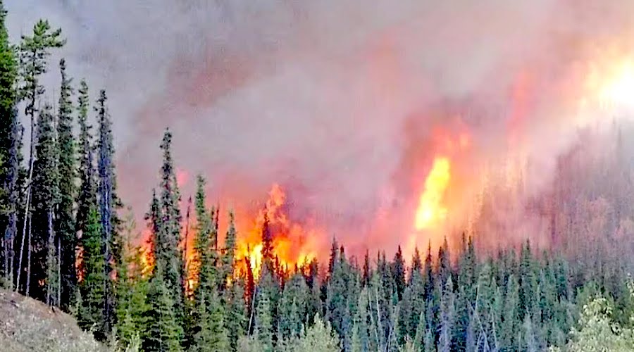 WILDLIFE Burning メロハー Restoring Mississauga's ecosystems: Controlled burns at Jack