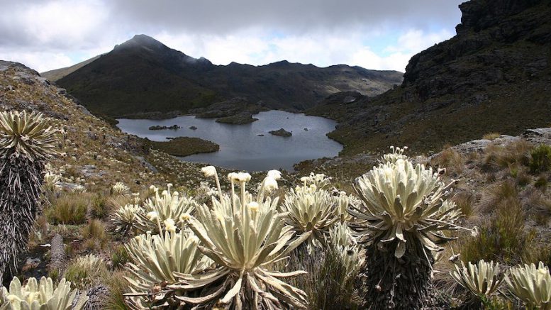 Páramo de Santurbán, Colombia.