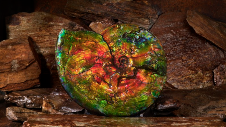 Korite Ammonite Ammolite