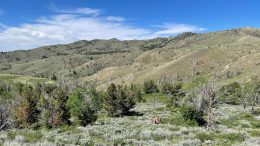 Relevant Gold chases Canada’s Abitibi under Wyoming sediments