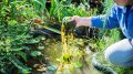 Algae breakthrough could double rare earth concentrations