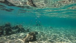 Deep-sea mining faces surprise risk of rocks catching fire